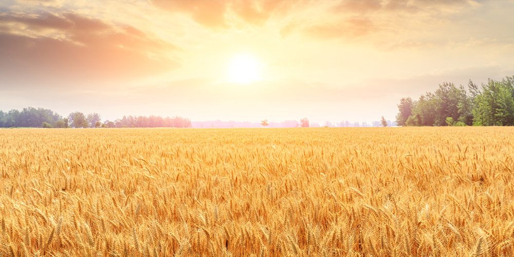 Farm Insurance